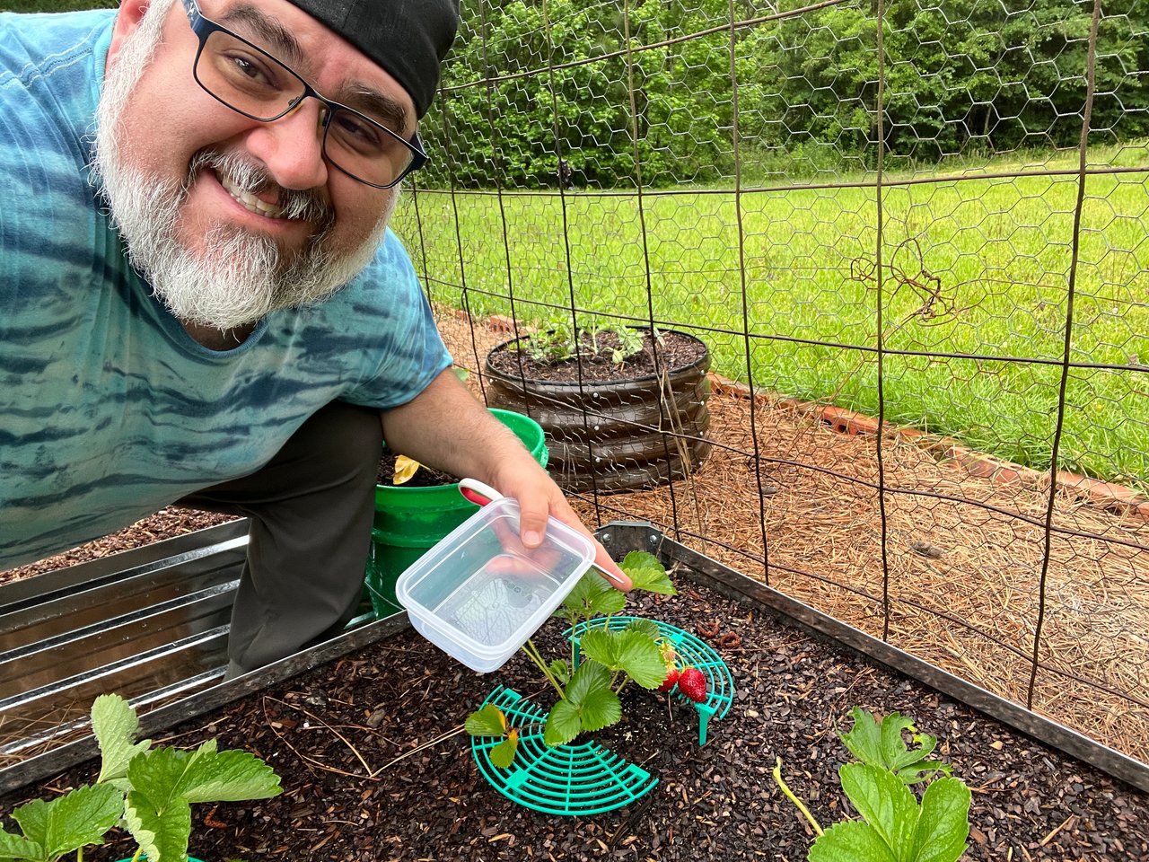 First Strawberry Harvest from the Homestead Garden