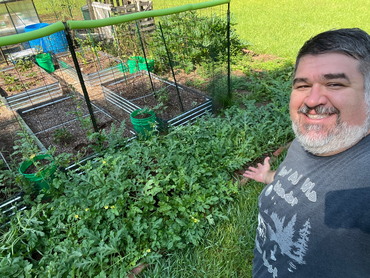 Watermelon Plant is Starting to Go Wild